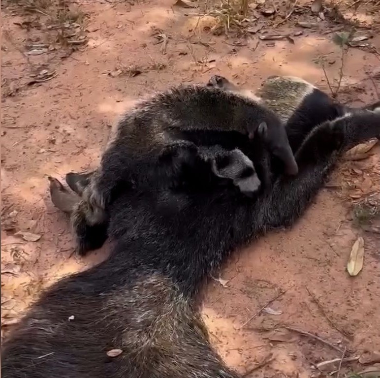 Filhote de tamanduá-bandeira é resgatado após atropelamento da mãe em rodovia de MS