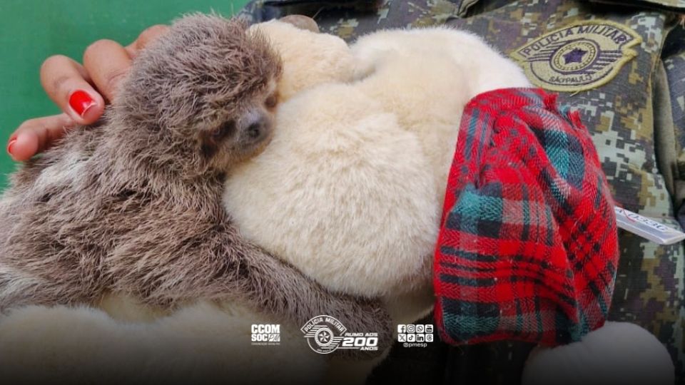 Filhote de bicho-preguiça sobrevive a atropelamento em Caraguatatuba