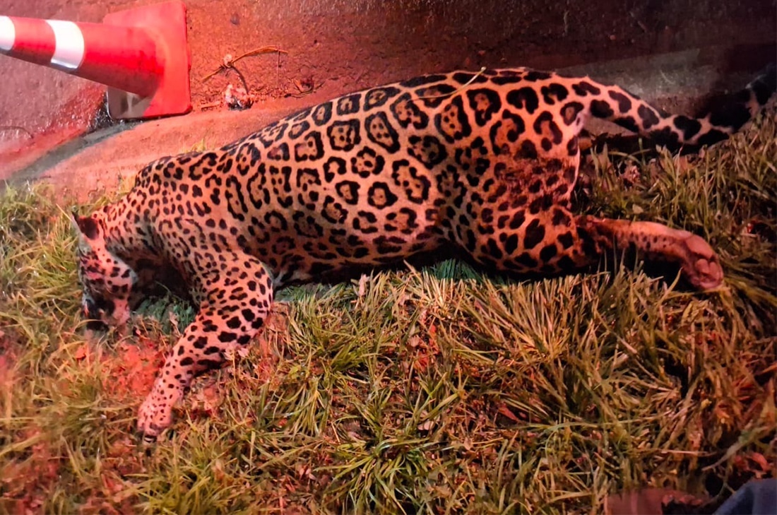 Onça-pintada morre atropelada na BR-163 em Lucas do Rio Verde (MT)
