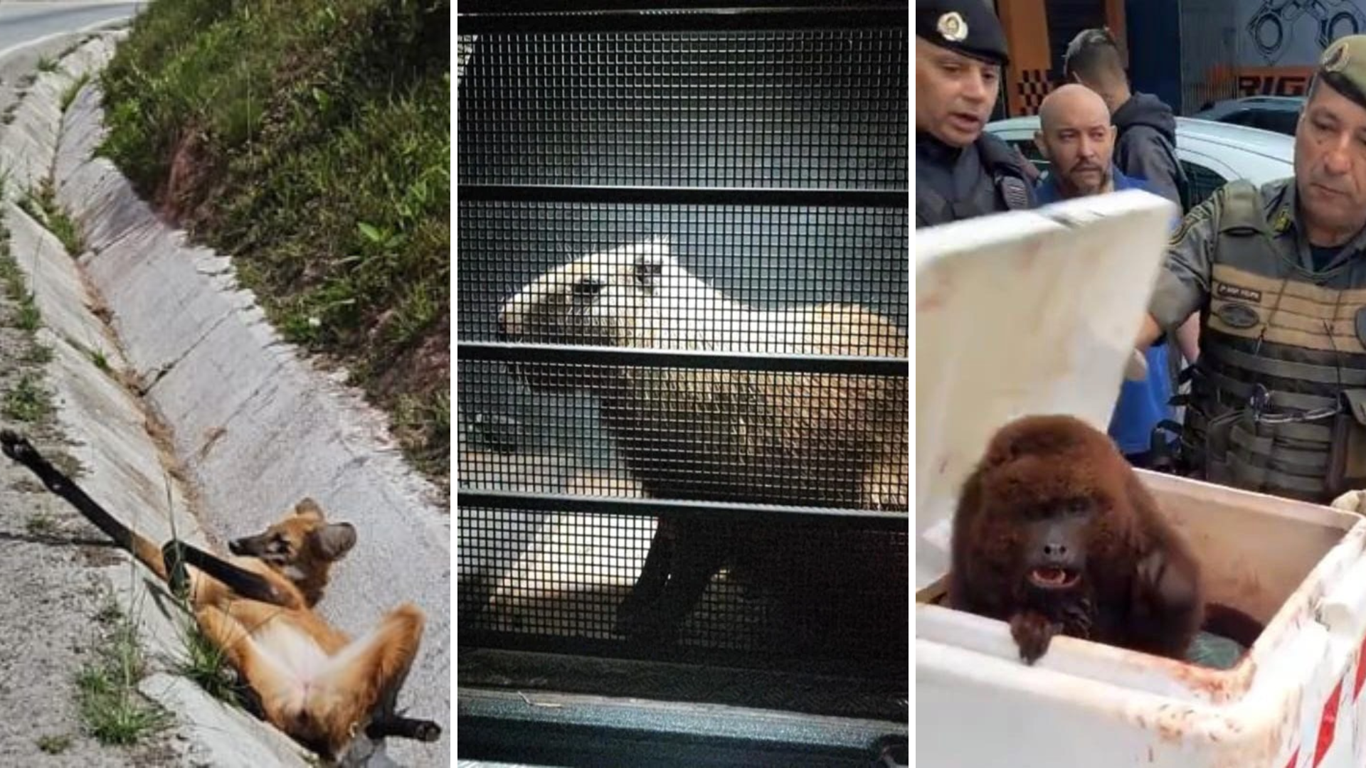 Atropelamentos de fauna se repetem pelo país e reforçam alerta sobre riscos nas rodovias brasileiras